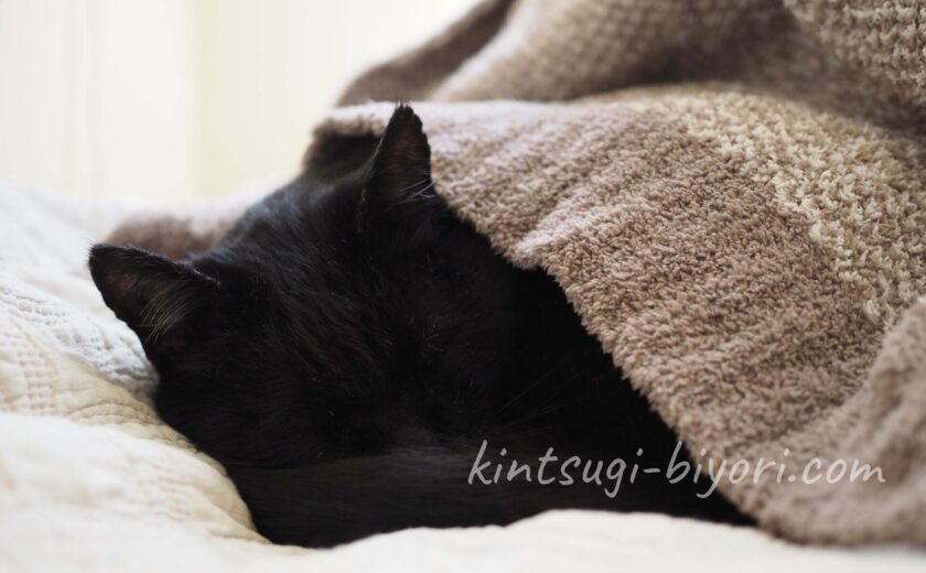 毛布をきて寝ている黒猫