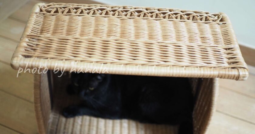 籐製ペットキャリーの中にいる黒猫